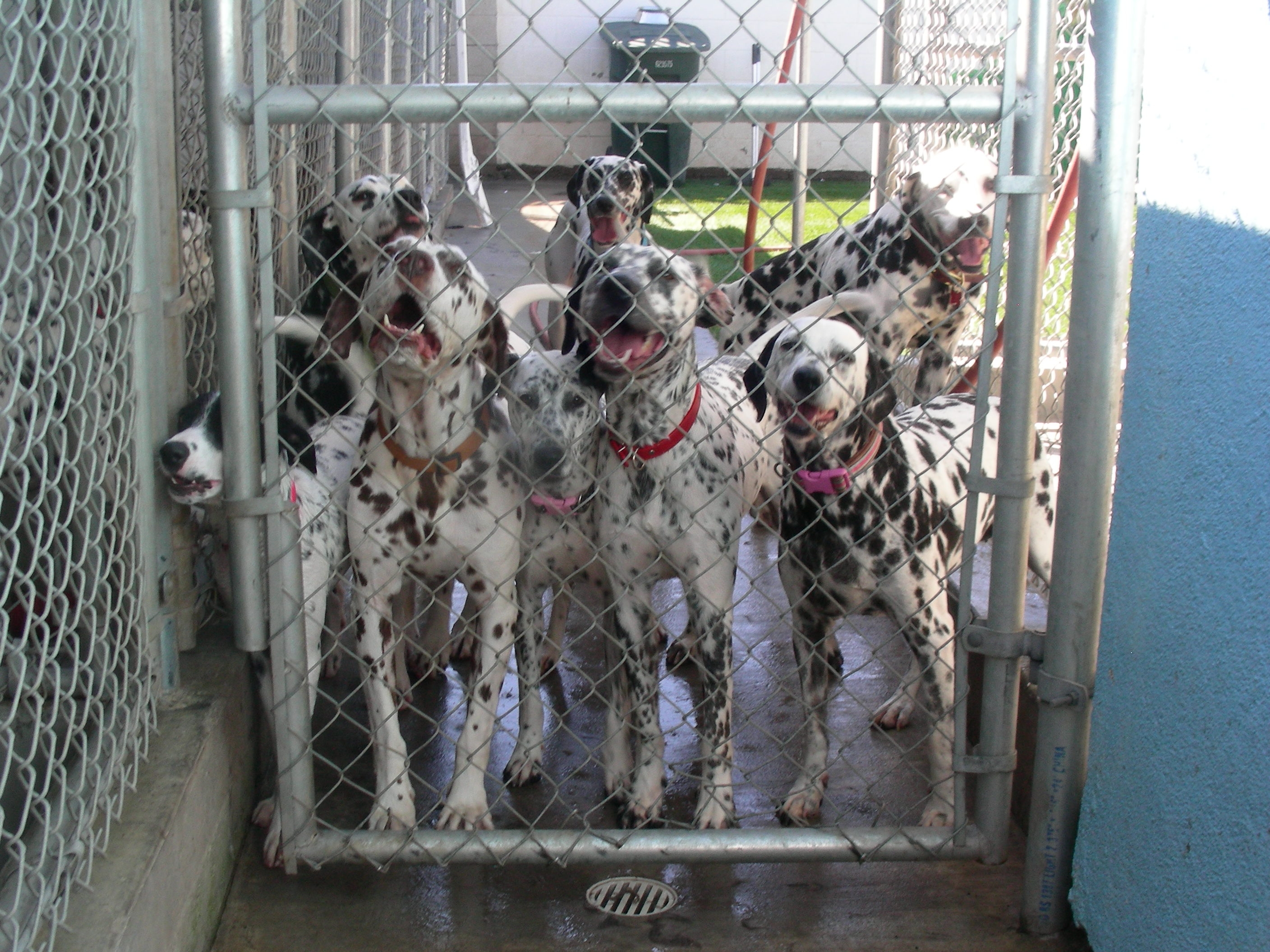 dalmatian puppies for adoption near me