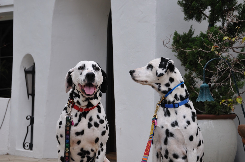 dalmatian puppies for adoption near me